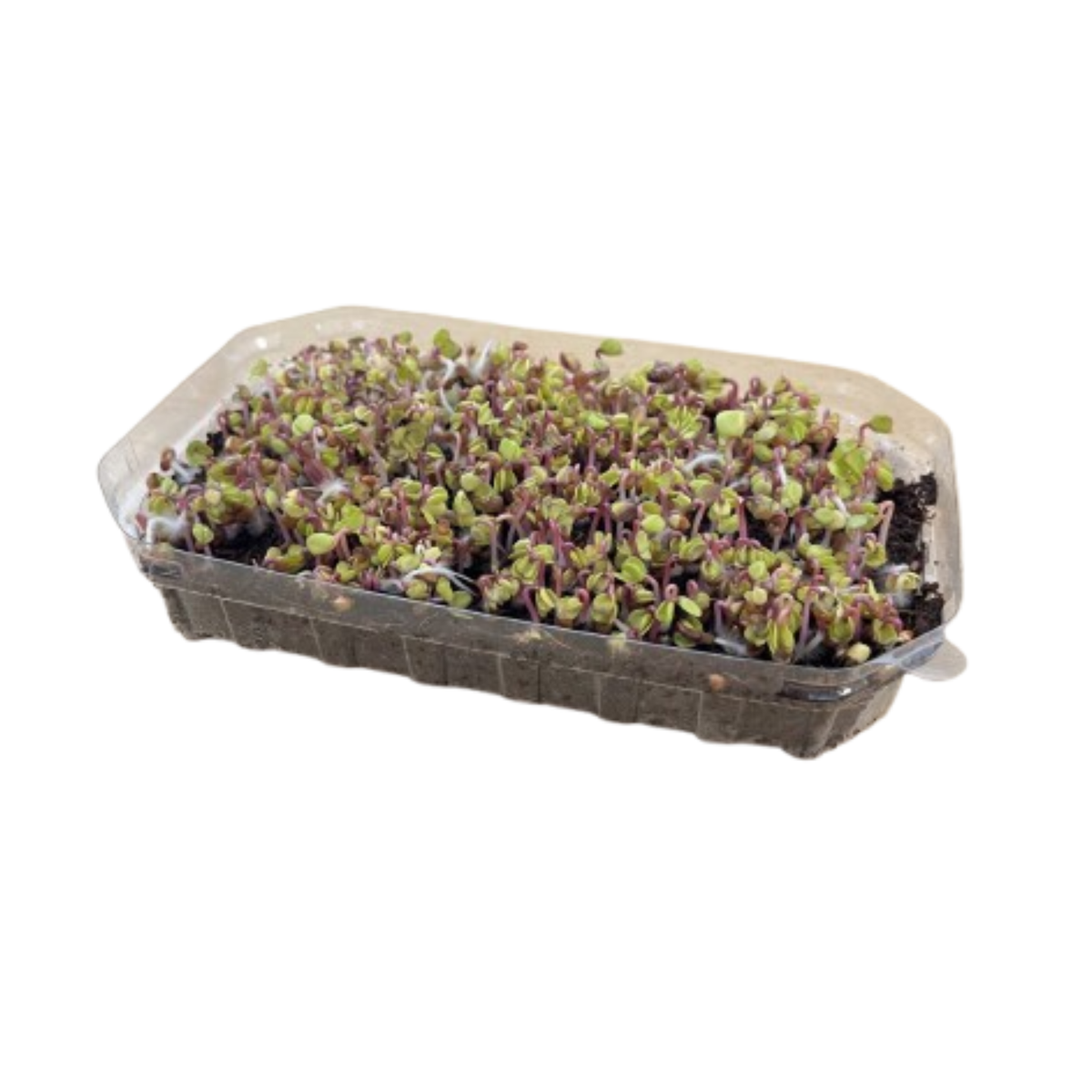 Retek mikrozöld 250g