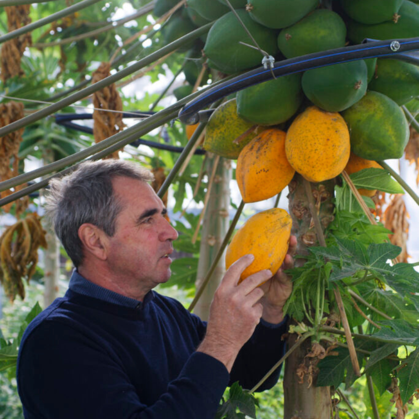 Papaya magyar